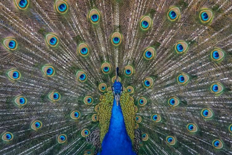 peacock