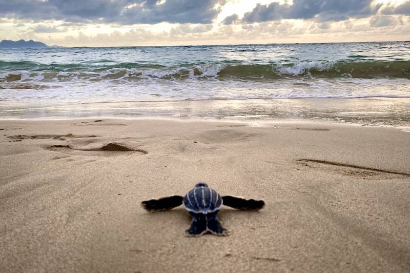 baby sea turtle making its way to the ocean