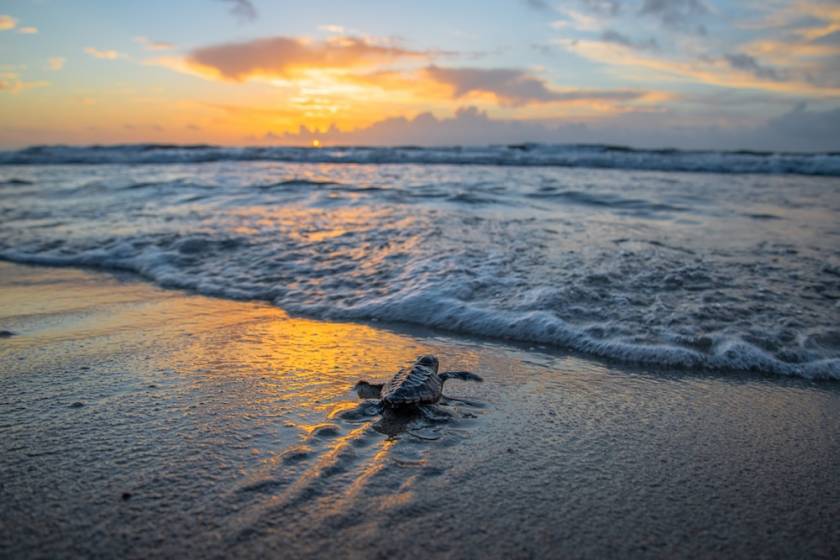 sea turtle baby nearing water's edge